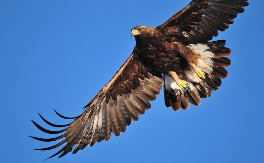 Golden Eagle on Seedskadee NWR by Tom Koerner/USFWS Mountain Prairie is licensed under CC BY 2.0.